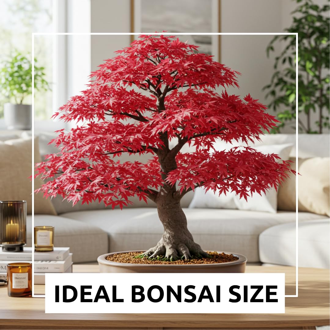 Amazon.com : 20pcs Red Japanese Maple Seeds  Acer palmatum Atropurpureum   Premium Bonsai or Garden Tree Seeds : Patio, Lawn & Garden