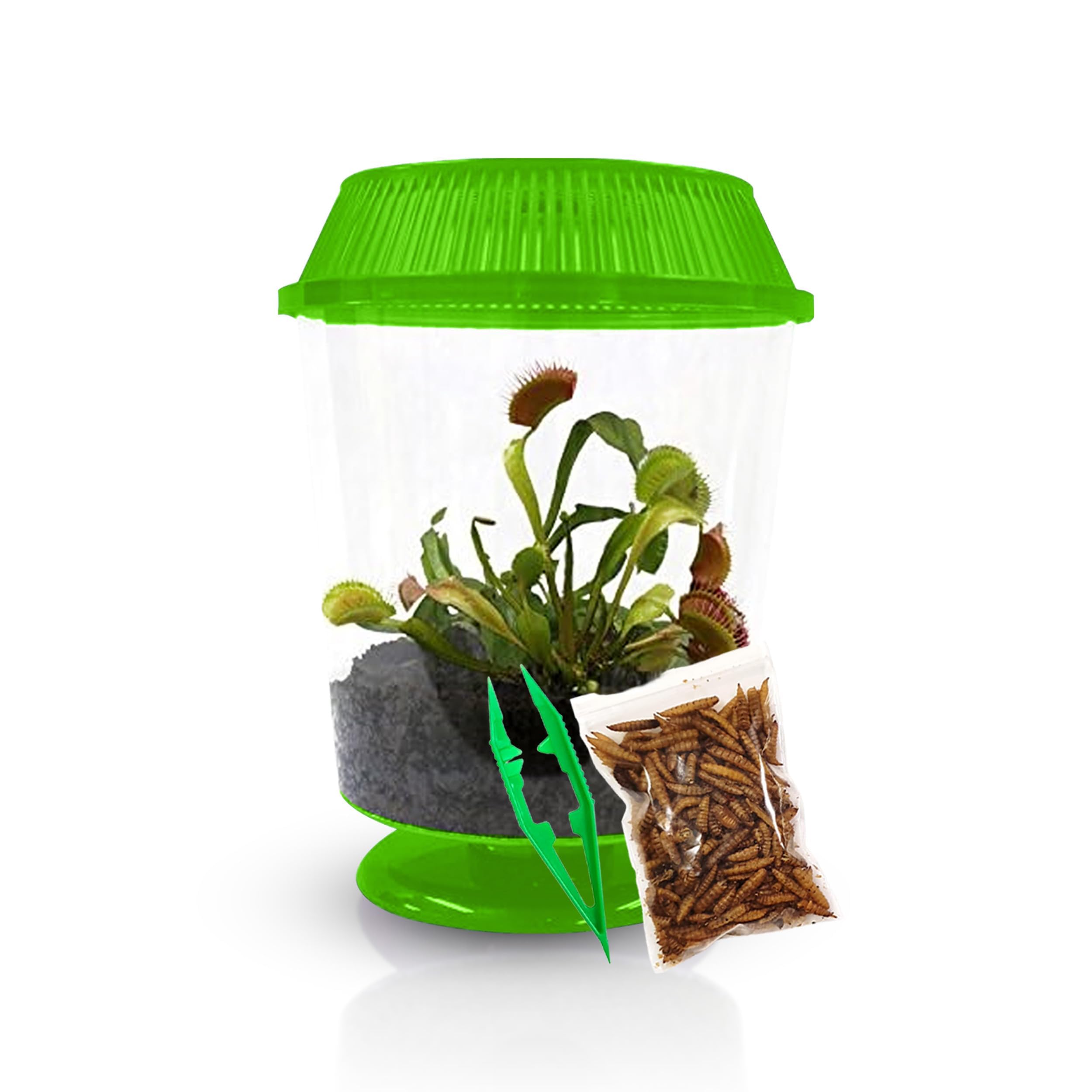 Nature Gift Store Venus Fly Trap Live Plant with Terrarium Kit