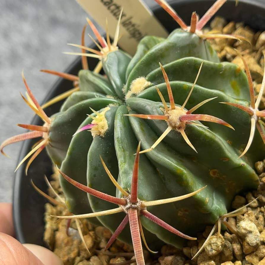 Amazon.co.jp: 鉢ごと発送フェロカクタス 日の出丸 Ferocactus