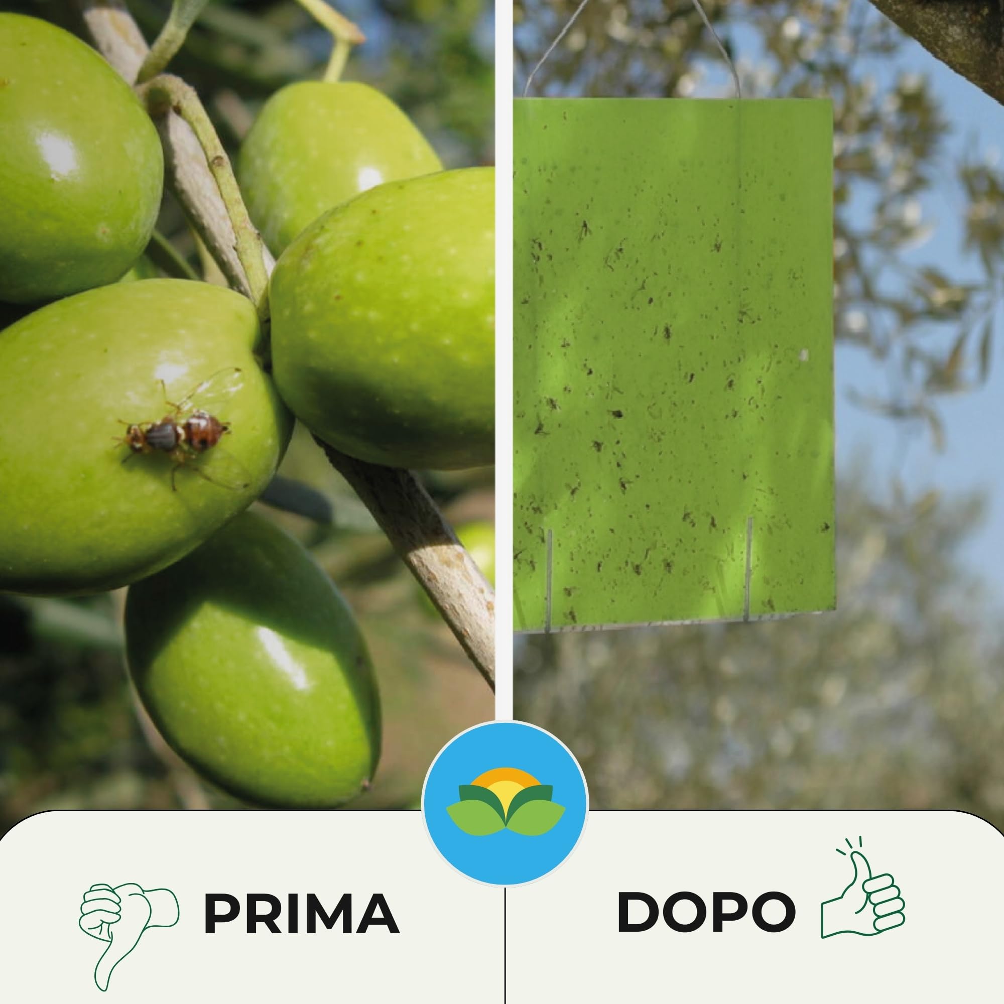 Albagarden - Trappola Cromotropica Verde Per Mosca Dell’olivo - Trappola Adesiva Senza Veleno, Fogli Cattura Insetti, Protezione Per Uliveti E Agricoltura Biologica - 5 Pannelli Appiccicosi