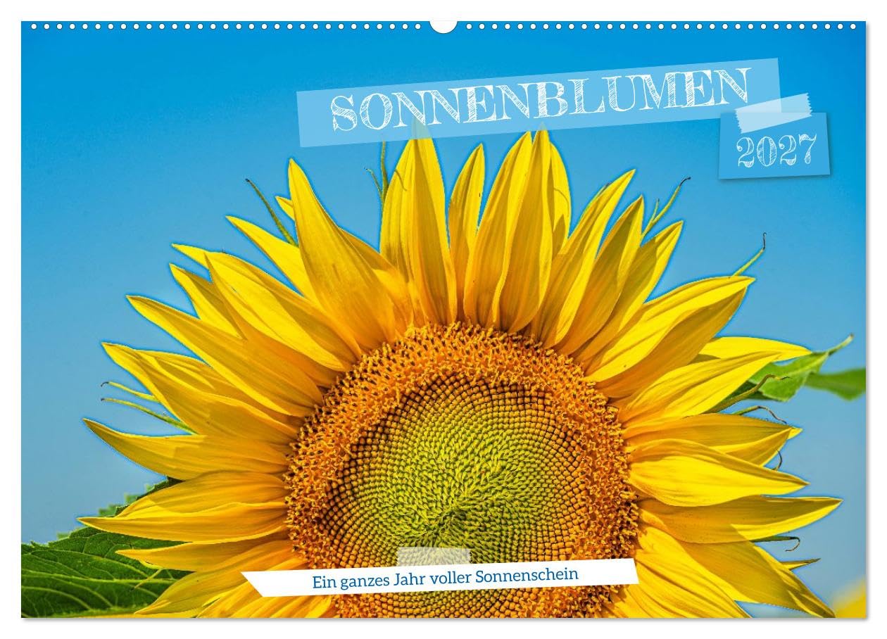 CALVENDO · Sonnenblumen - ein ganzes Jahr voller (Kalender 2027) | DIN A2 Querformat · Wandkalender · Sonnenschein · 13 wunderschöne Sonnenblumenfotos sorgen das ganze Jahr für gute Laune