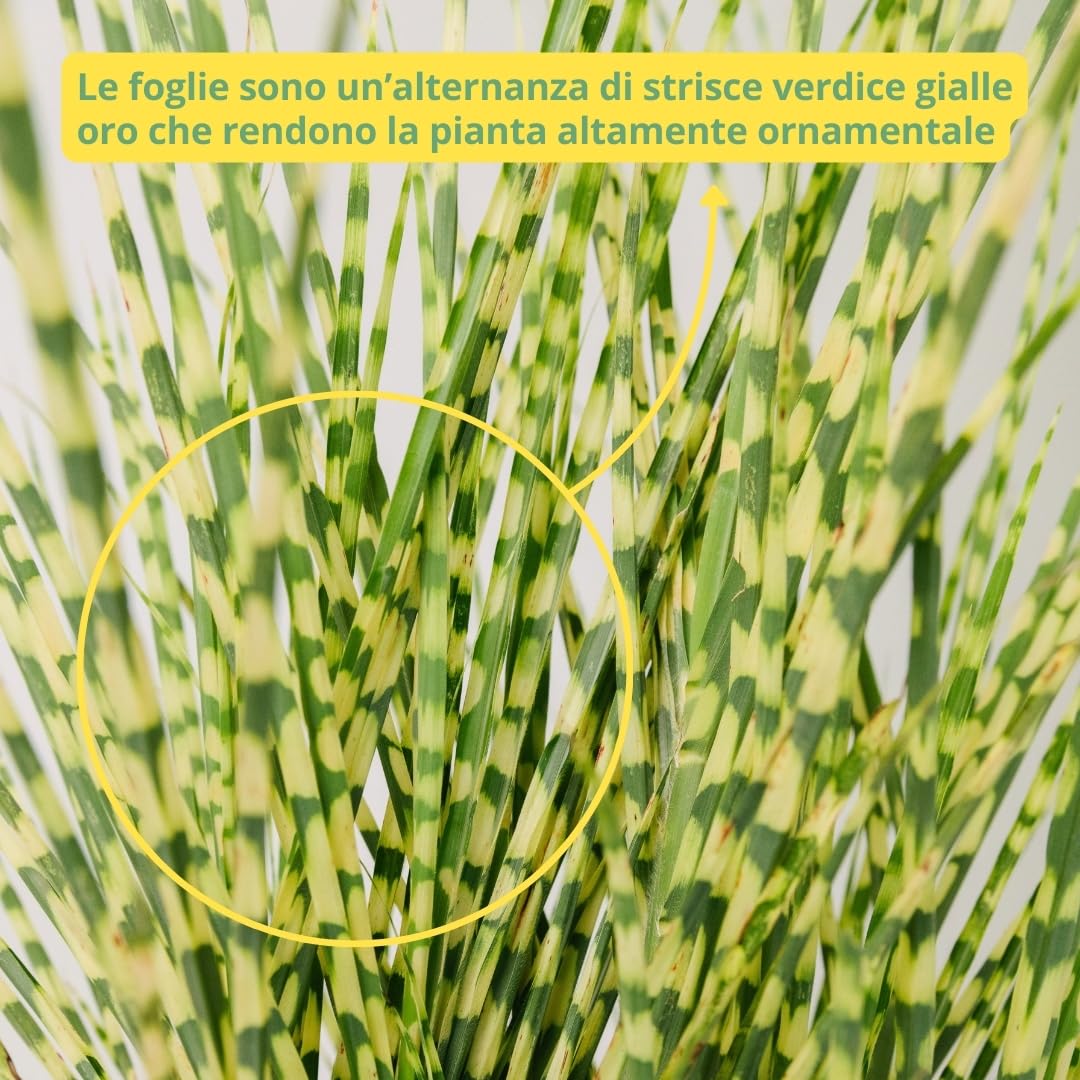 MISCANTHUS – Pianta Ornamentale da Esterno, Miscanto Semisempreverde Ideale per Vaso e Giardino, Diametro Vaso 19 cm (Gold Bar)