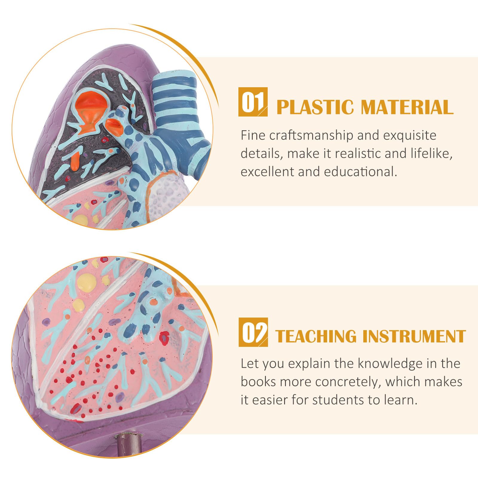 BETOOKY Modèle pour Compréhension Réaliste Anatomique Pulmonaire en Plastique Outil Éducatif pour Enseignement de Physiologie et Destiné aux Étudiants