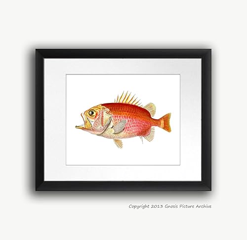 Miniatura 5 de Juego de 4 impresiones artísticas de peces tropicales sin marco, color arco iris, decoración de baño de playa y pescado_4A