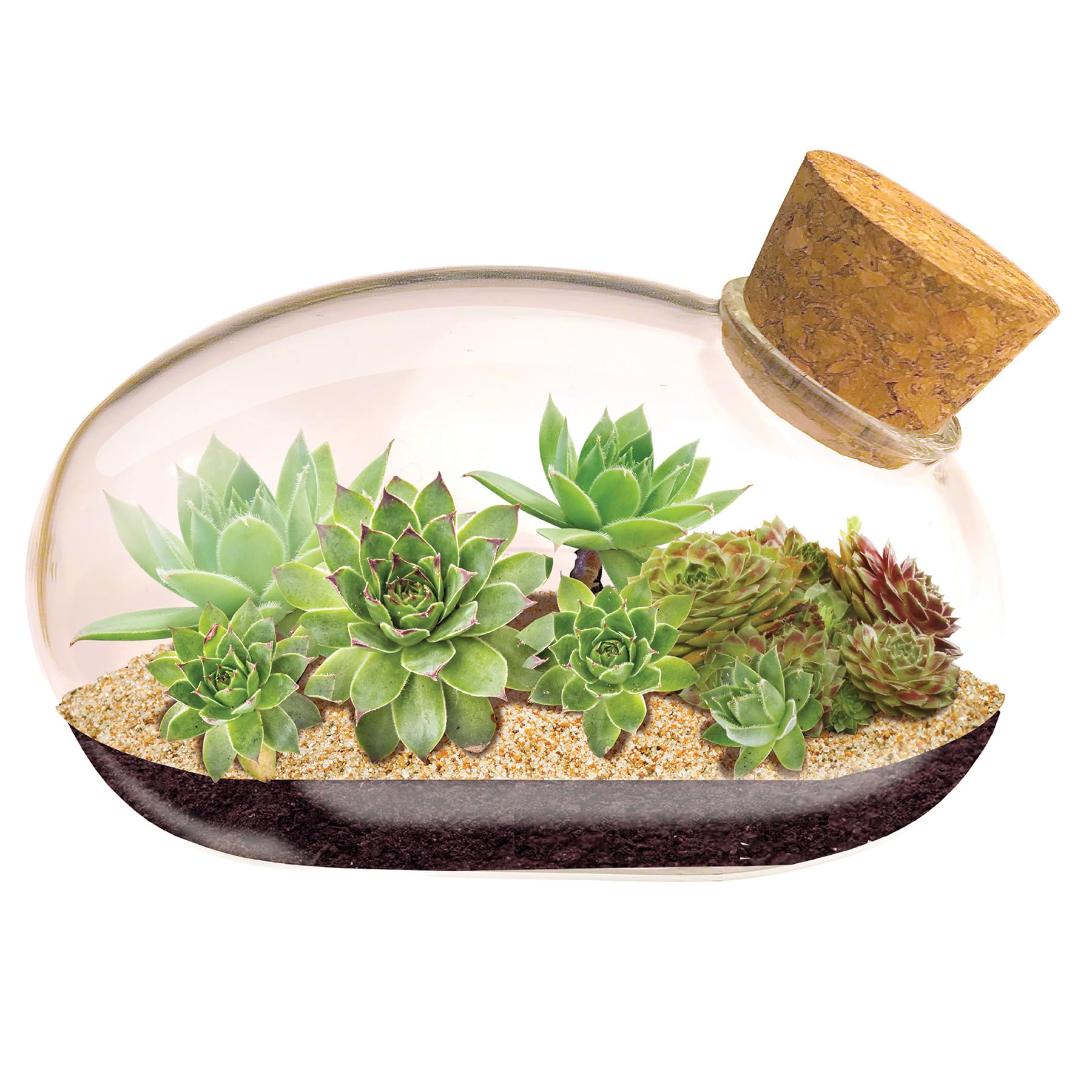 Grow Your Own Succulent Star Plant Mouse with Our Glass Terrarium Starter Kit - Fun and Easy to Grow with Complete Supplies - Plant A Mouse Garden