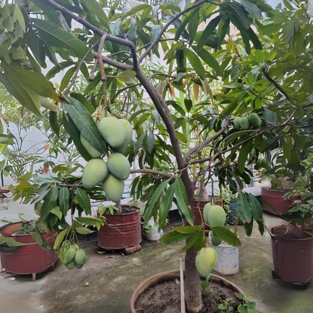 Nursery Live Rare Mango Fruit Plant (Dwarf Green, Grafted Hybrid) Exotic 1 Live Fruit Plant (B09CPQ64G9) Amazon Price History, Amazon Price Tracker