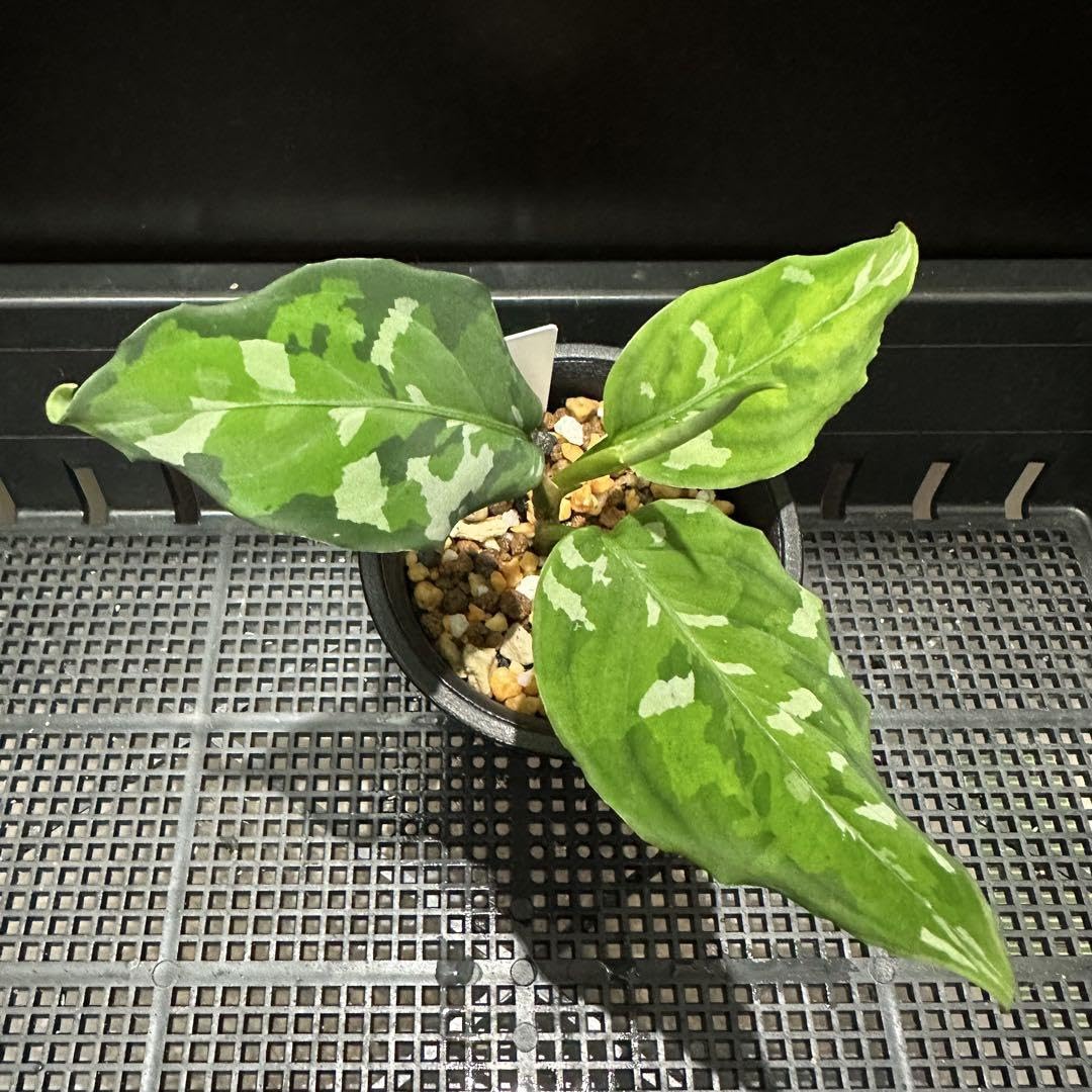 アグラオネマアンダマン　子株　1-4 Aglaonema pictum var. tricolor アンダマン諸島 ポートブレア