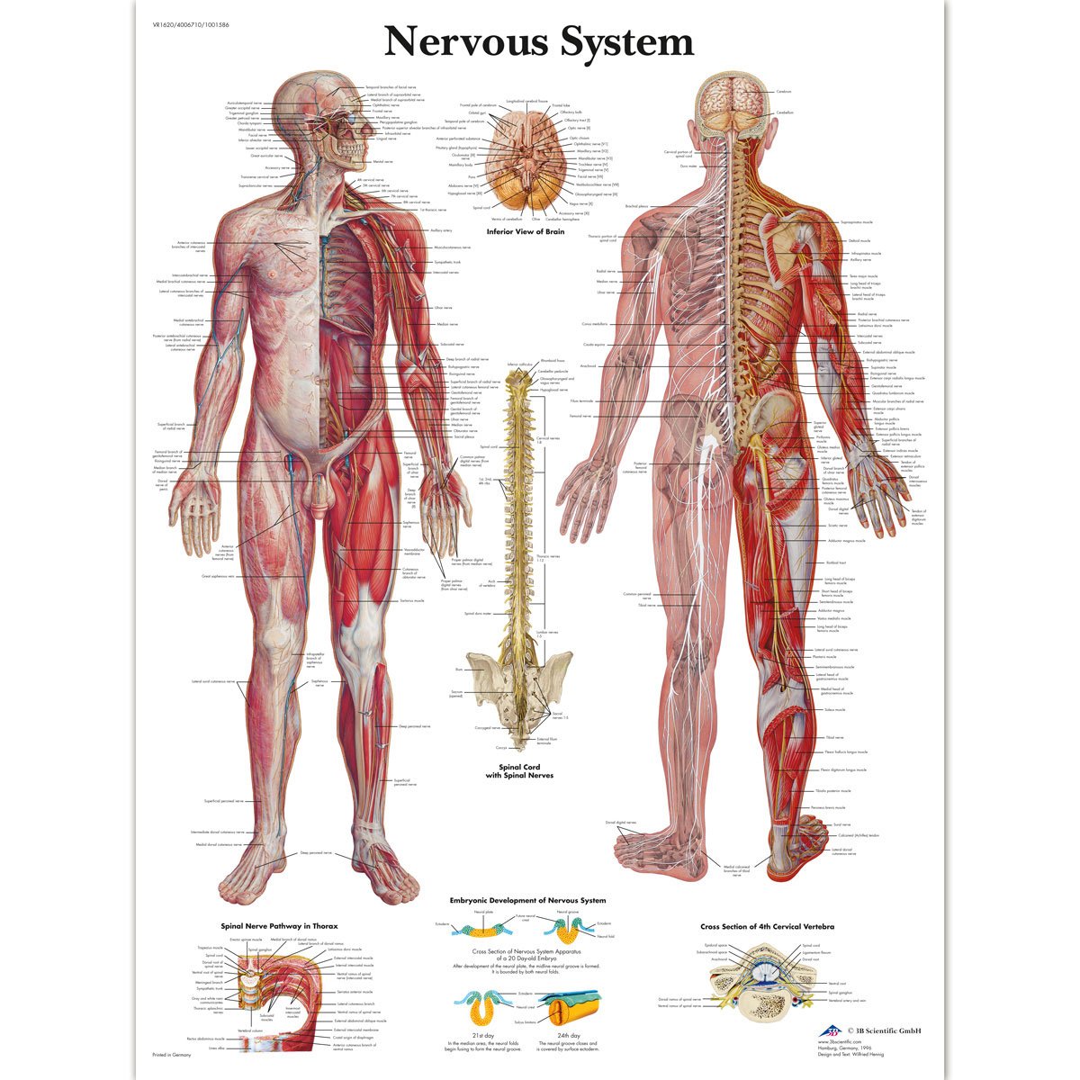 3B Scientific VR1620L Nervous System Chart Laminated Version