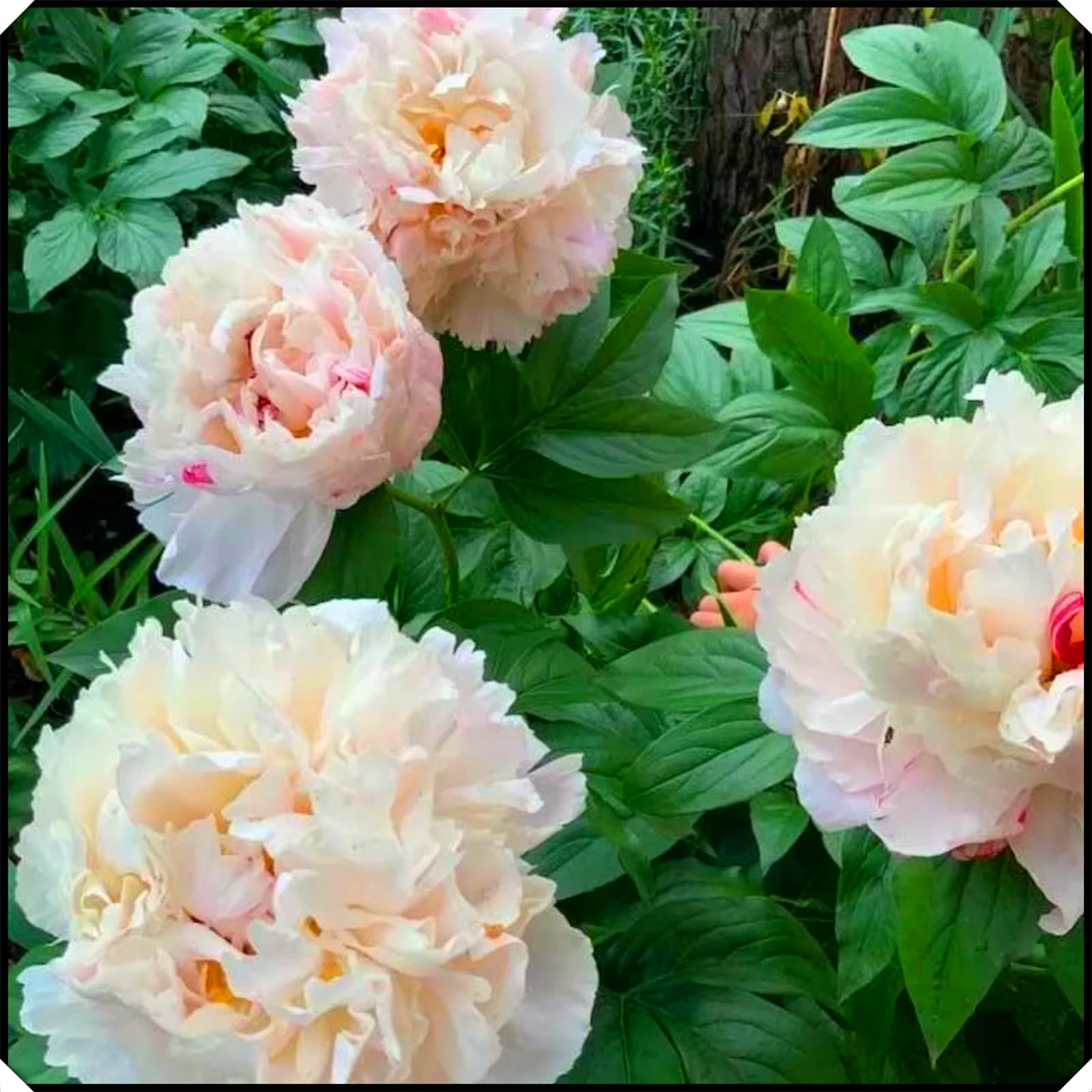 Hardy,Beautiful Peony Bulbs,Perennial,Professional for Brilliant Garden Displays-5 Bulbs-E