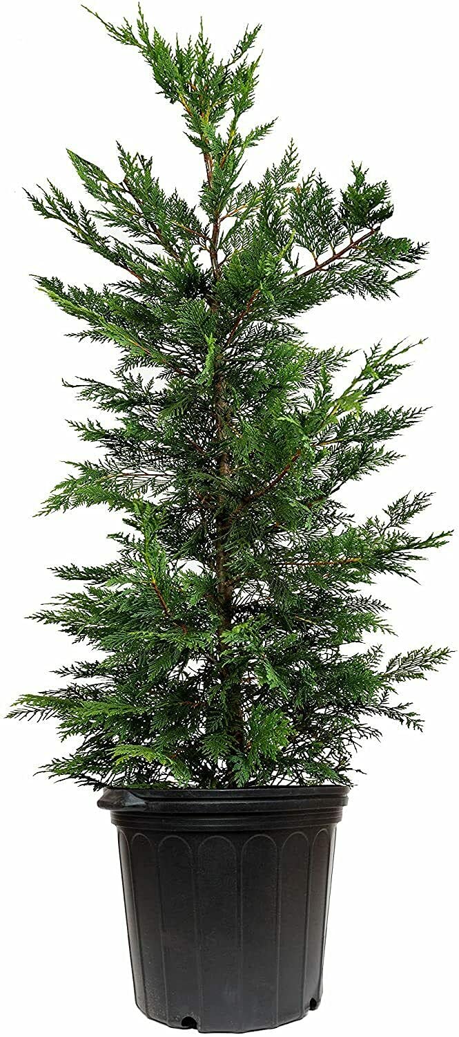 Buy Murray Cypress Tree 3 Large 3 Gallon Trees Cupressus x