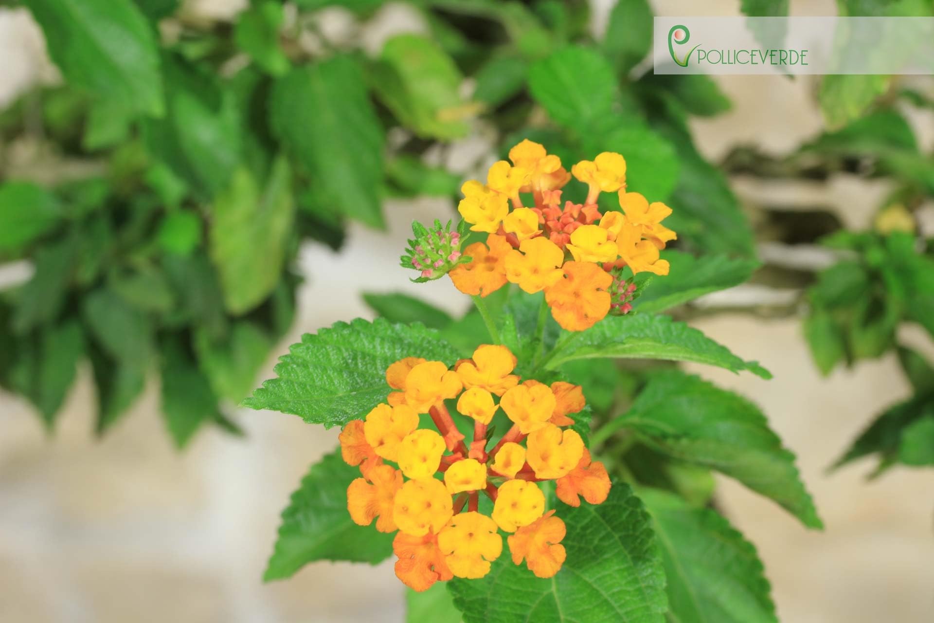 Bonsai di Lantana Camara (38)