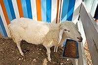 Vista 8 de Comedero de pollo, comedero de cabra – Paquete de 2, 5.5 cuartos de galón, para cabras, pollos, patos, ovejas, lechones, ciervos, gansos, pavos