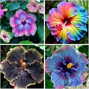 95+ Rare Hibiscus Flower Seed for Planting Outdoor Tropical Garden Non-GMO Heirloom