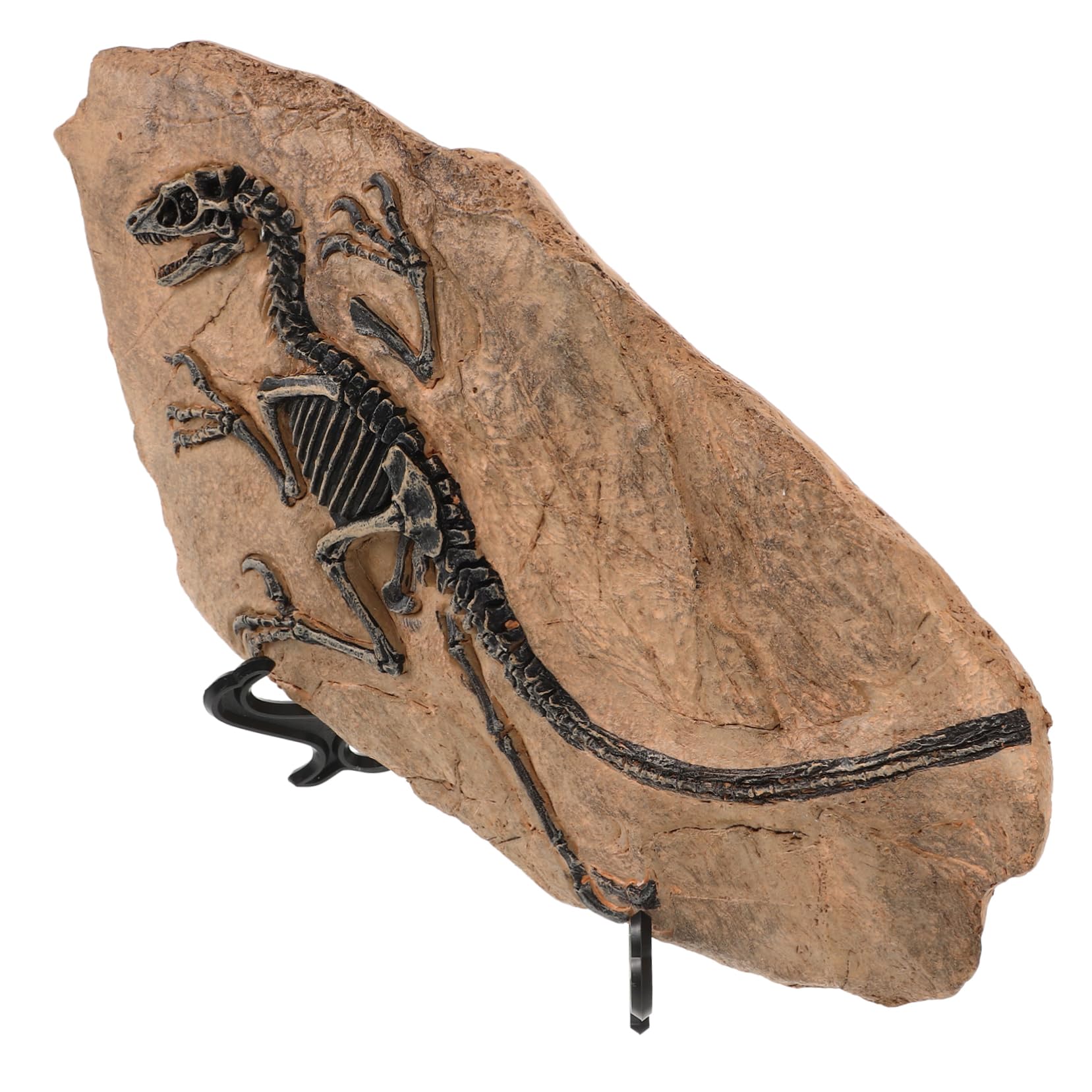 Set Di Ornamenti Fossili Di Dinosauro Di Fossili Di Dinosauro Decorazione Esemplare Per Casa Ufficio