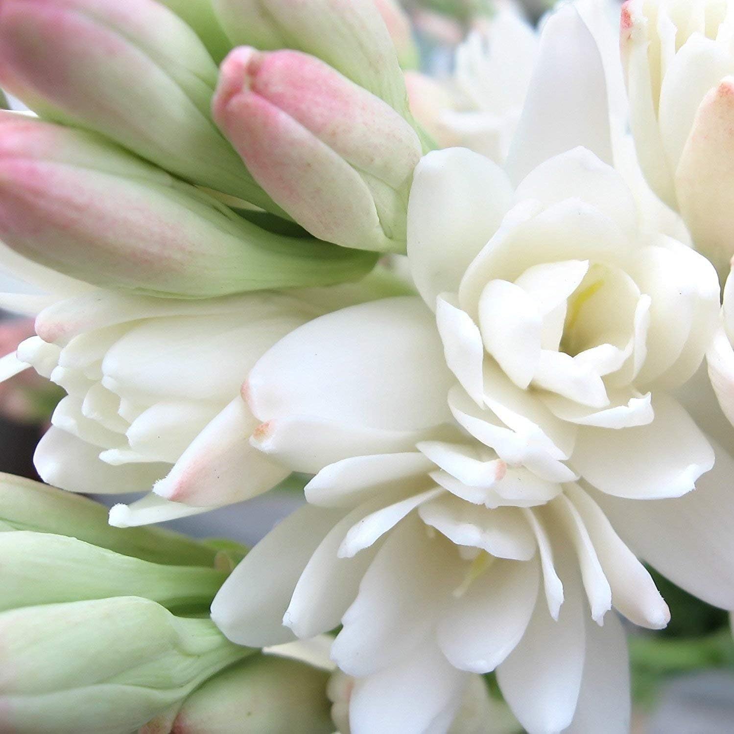 Mytree Double Tuberose Bulbs - 9 Extra Large Bulbs - Fragrant