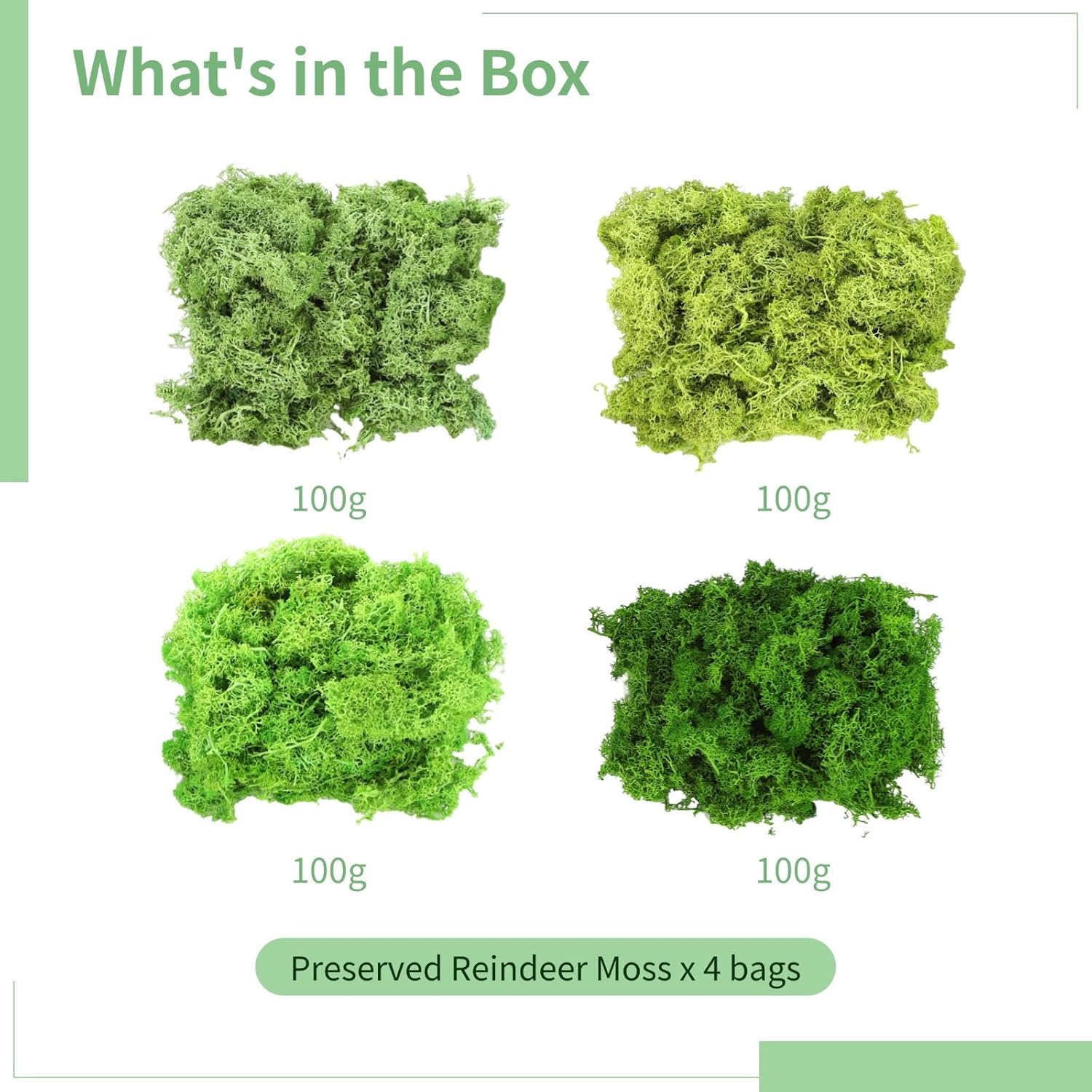 Texture Natural Green For Miniature Landscapes, Craft Projects Home Decor, Four Colors Reindeer Moss Preserved Perfect Diy