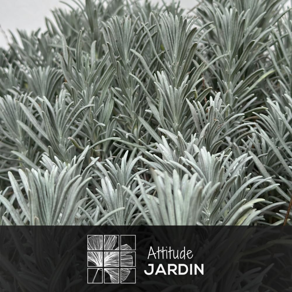 Attitude Jardin - Lavande grosso - aromatique - 50-60 cm - ⌀ 25 cm - véritables herbes fraîches