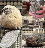 48 (+ Extras) Fertile Coturnix Quail Hatching Eggs Color Assortment