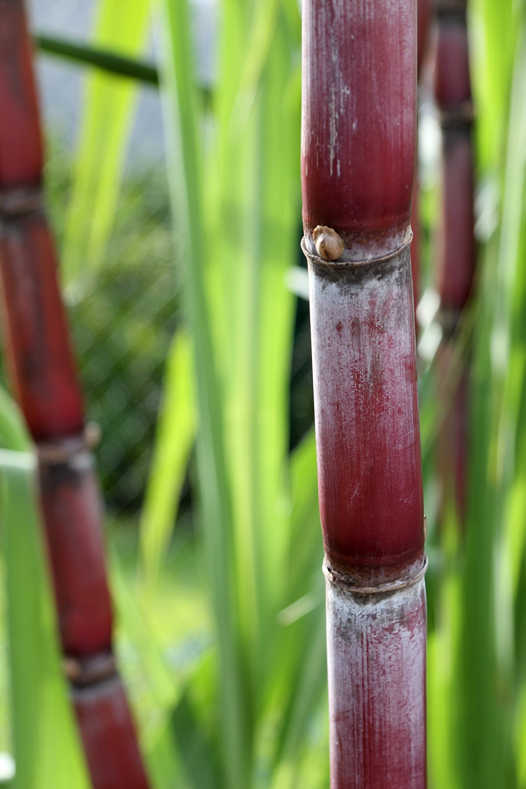 Amazon.co.jp: La Perruche(ラペルーシュ) ホワイトシュガーキューブ