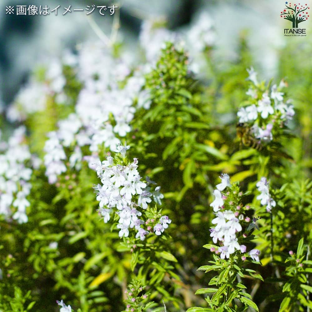 Amazon.co.jp: ハーブ苗 クリーピング セボリー 4個セット