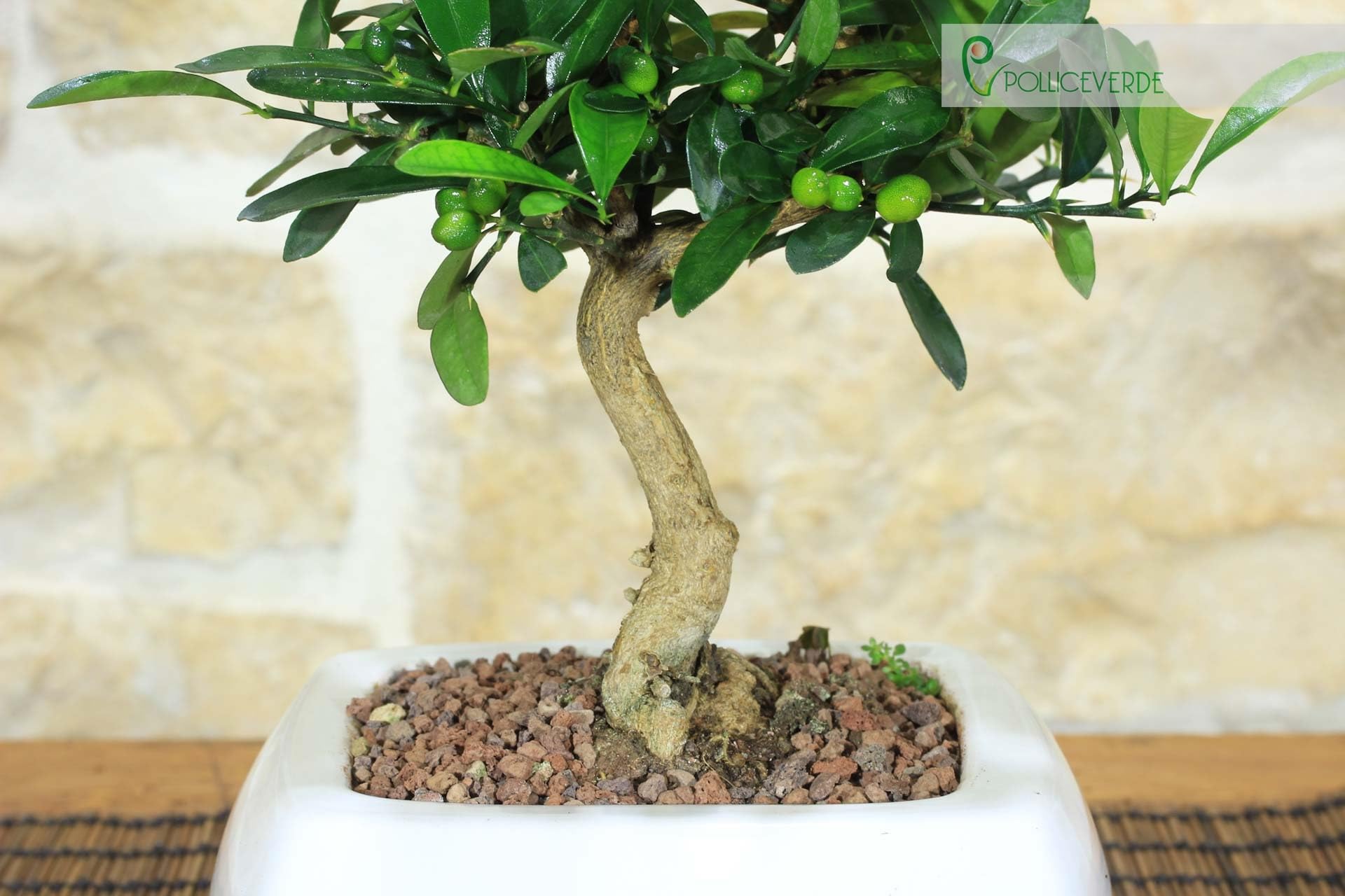 Pollice Verde - Bonsai Citrus Kinzu (Mandarino Nano) in Vaso Quadro Ceramica Bianca (15cm) – Pianta Vera di Agrumi Ornamentale – Idea Regalo Originale e Bomboniera