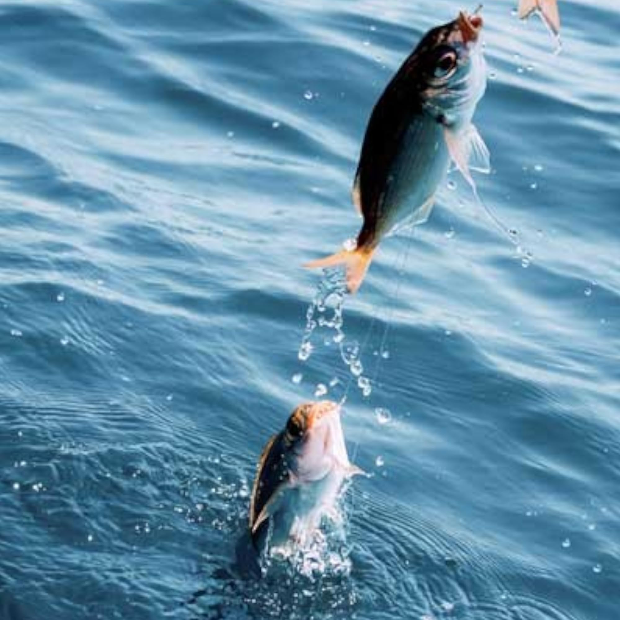 20 pezzi di Polpi Luminosi Rondini SHIRASU 4,4cm - Esca Artificiale Luminosa - Esca di Gomma per Sabiki Rig - Aringhe & Sgombro & Calamari - Esche da Pesca in Acqua Salata - Fishing Set