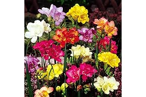 Freesia Double Flowering Mix: A Floriferous Delight