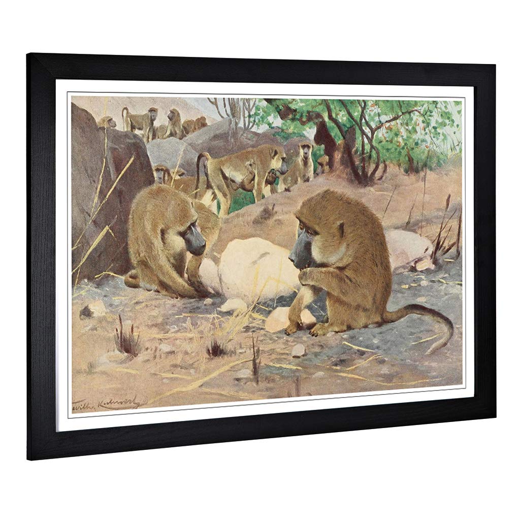 Big Box Art Framed Print of Vintage W Kuhnert Grey Baboon Design | Wall Art Picture | Home Decor for Kitchen, Living, Dining Room, Bedroom, Hallway, Office, Black, A2 / 24.5x18 Inch / 62x45cm