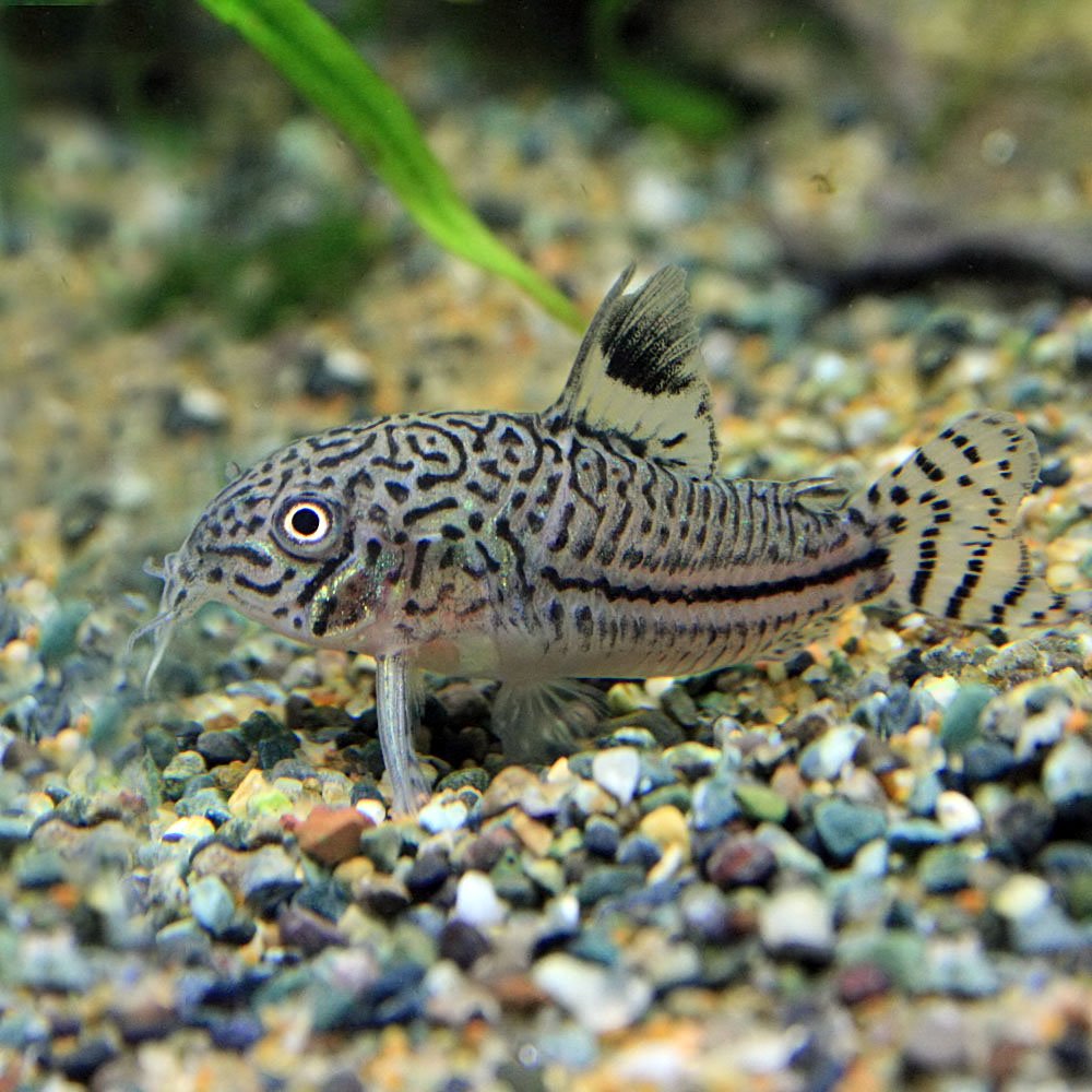 Amazon | (熱帯魚)コリドラス ジュリー【ブリード】 （約2-3cm）（8 