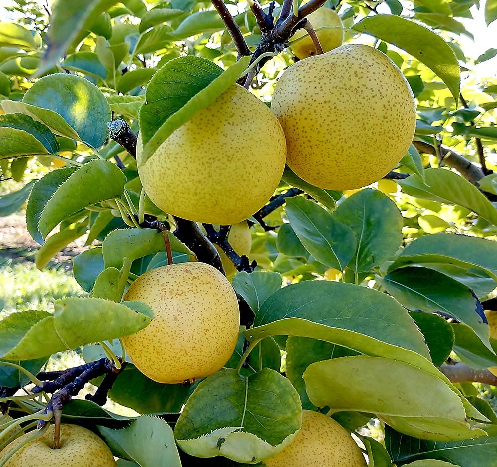 GREENERY NURSERY Pear Nashpati Pyrus communis Naspati Live Plant Fruit & Fruit Tree (Grafted) (B0BYPVKK1R) Amazon Price History, Amazon Price Tracker