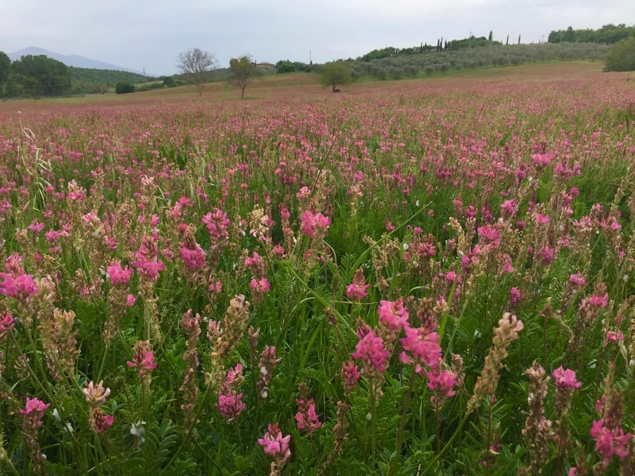 Sainfoin Silage or hay Crop with grazing Aftermath Wildflower Sainfoin as a Honey bee Forage Plant (1 KG)