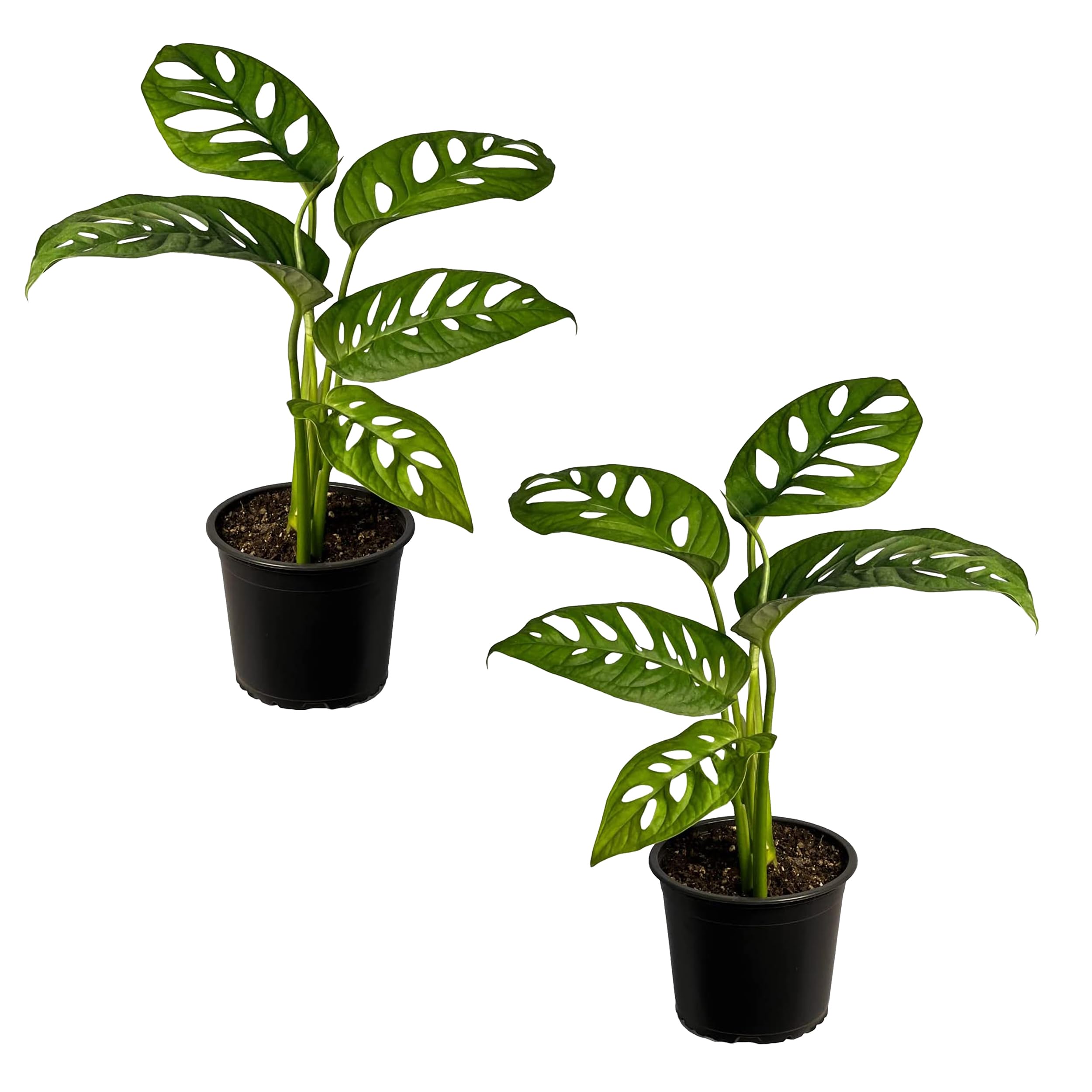 LEAL PLANTS ECUADOR Monstera Adansonii