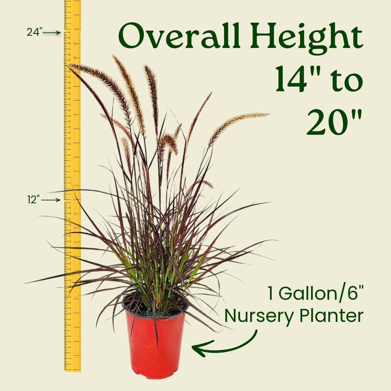 Ornamental Grasses (Red Fountain Grass, 1 Gallon/6" Nursery Pot)
