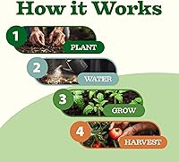 Vista 339 de HOME GROWN Más de 1000 semillas de cilantro para plantar en interiores o exteriores, hierbas tradicionales sin OMG, semillas de plantas de cilantro