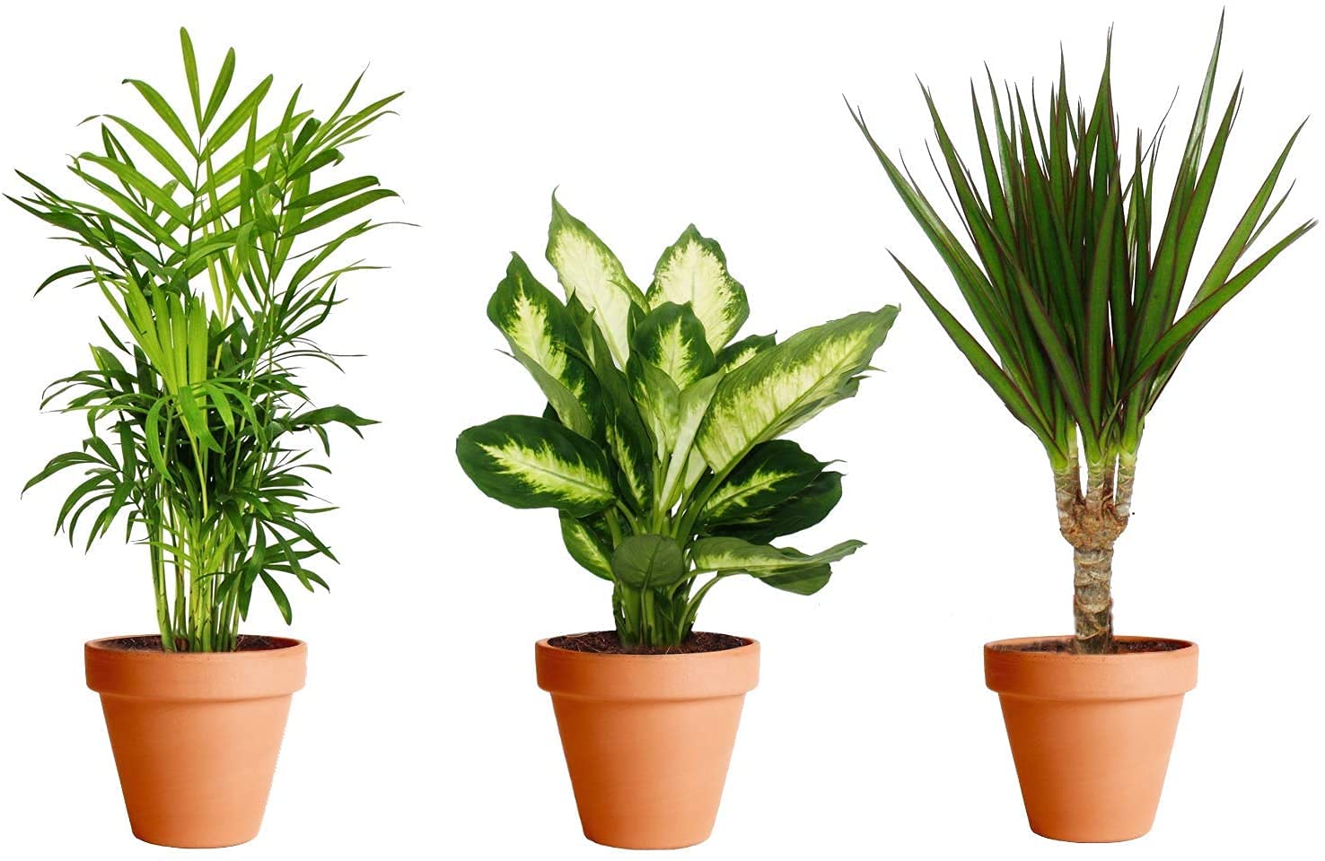 Plantas Purificadoras del Aire con Maceta de Cermica: Dieffenbachia +  Chamaedorea + Dracaena: Amazon.es: Jardn