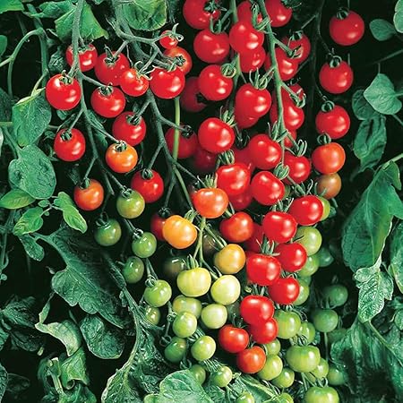 Amazon ミニトマト苗 実割れしにくい すずなりトマト 野菜苗 10 5cmポット自根苗 16個セット 露地で楽々作れ 房長70cmにもなり ダブル トリプル花房になりやすく超たくさん実 がとれ酸味と甘さのバランスが良い美味しいミニトマト品種 実は割れにくく安心して収穫