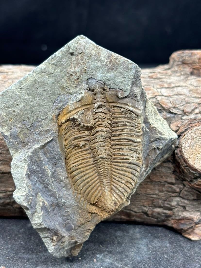440 Million Year Old Silurian Trilobite Fossil, Coronocephalus Specimen on Natural Stone Matrix