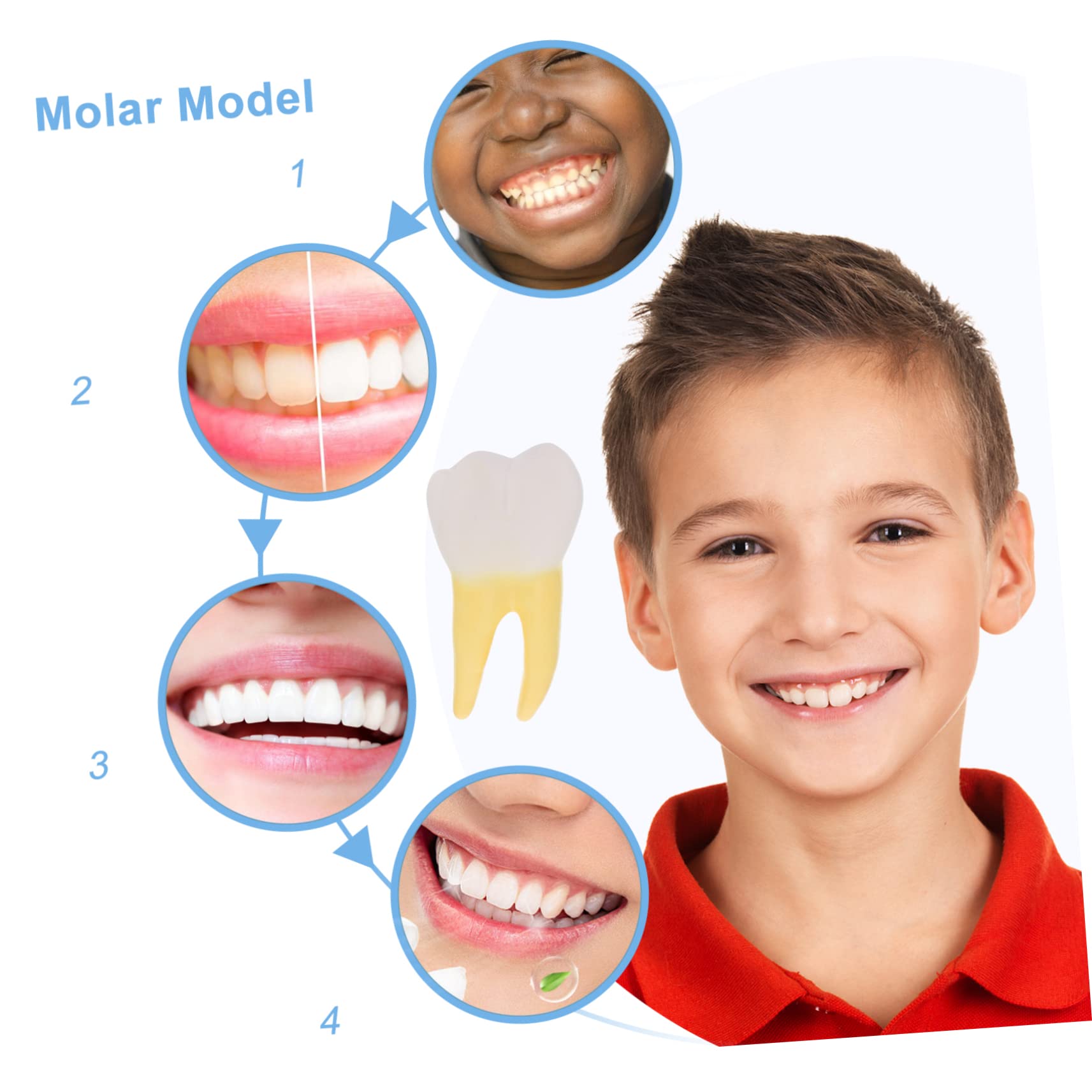 Modello Molare Anatomico in Pvc per Dimostrazione Dentale | Giallo, Leggero, Realistico, per Cliniche Odontoiatriche e Insegnamento