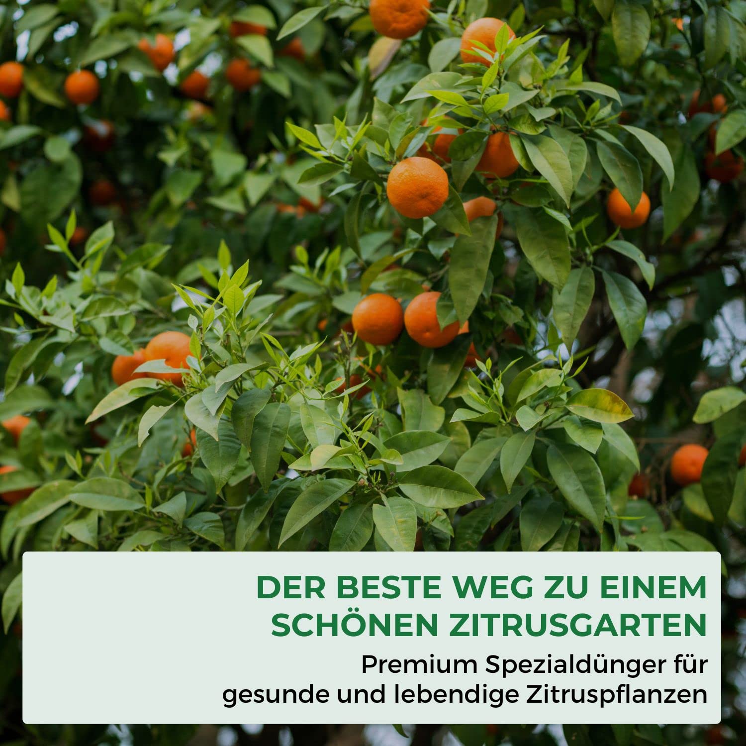 Allflor Zitrusdünger 6 x 500 ml I Langzeitdünger mit viel Kali für ein sattes Grün I Dünger fördert eine reichhaltige Fruchtbildung I Flüssigdünger auch für mediterrane Pflanzen geeignet