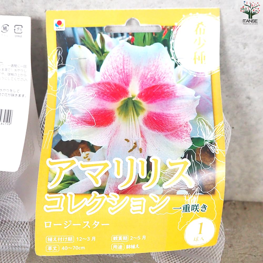 Amazon.co.jp: ITANSE 花球根 アマリリス(一重) ロージースター