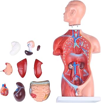 Amazon.co.jp: [JUEKO]人体模型 [男性モデル リアルタイプ 44㎝] 解剖