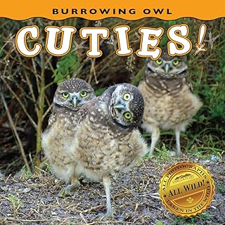 Burrowing Owl Cuties! (Babies!)
