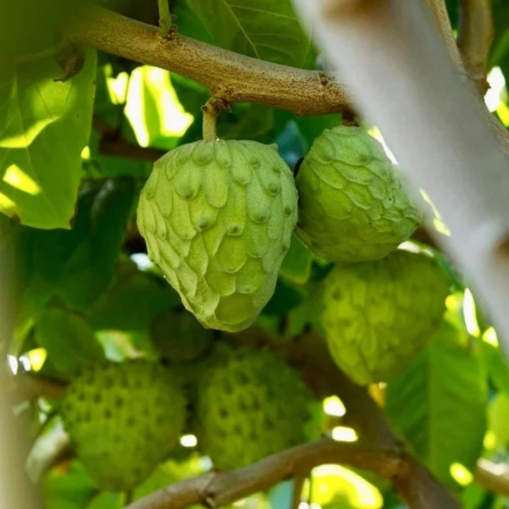 CHUXAY GARDEN Annona Cherimola,Custard Apple,Sugar Apple Tree Seed 20 Seeds Sweet Fruit Help Sleep Great for Child and Old People