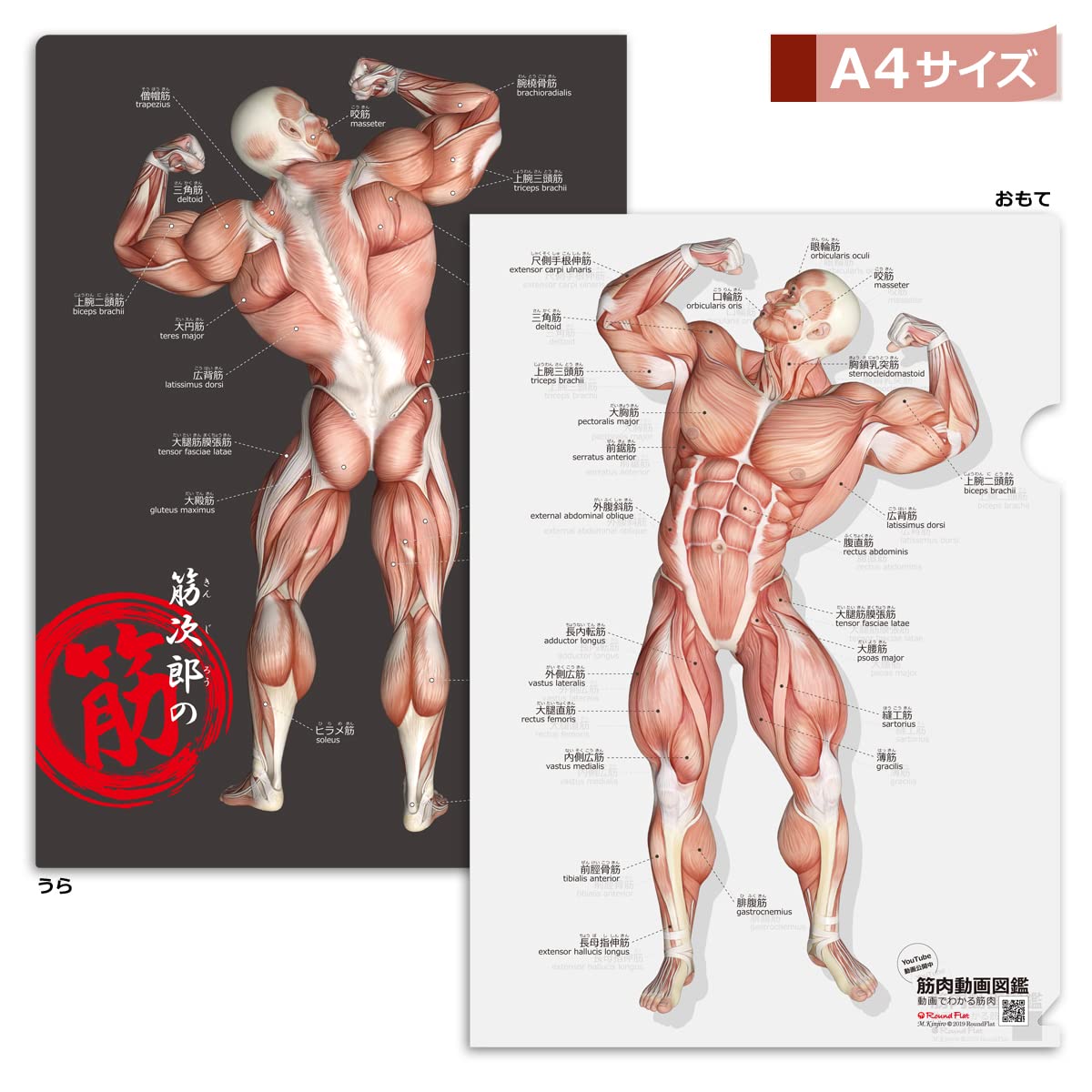 Amazon | 筋肉家 「筋次郎の筋 クリアファイル5枚セット」 A4サイズ