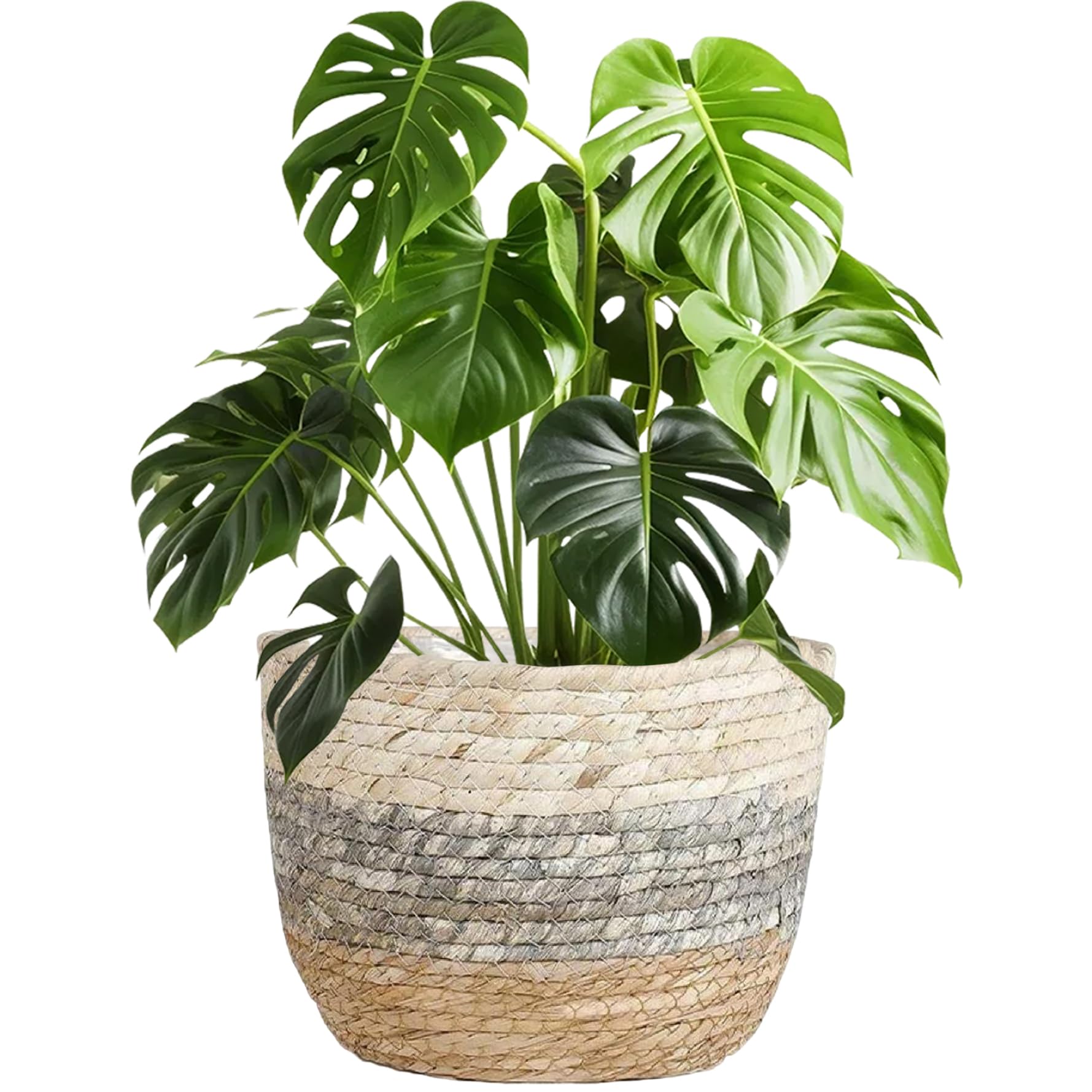 Wilafury Wicker Planter Baskets, Woven Plant Basket with Waterproof Liner, Decorative Indoor Plant Basket Cover for Home Decor, 22x16 cm