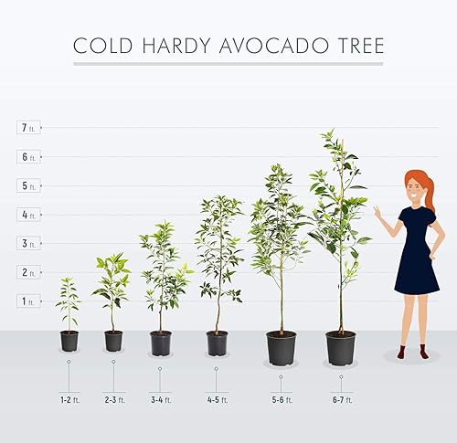 Miniatura 6 de Árbol de aguacate resistente al frío Brighter Blooms  Exótico, Delicioso y resistente al clima  Invernadero cultivado, injertado (no cultivado) para