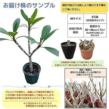 『#Tipanie』 #ティパニエ #プルメリア Tipanie』 #ティパニエ #プルメリア