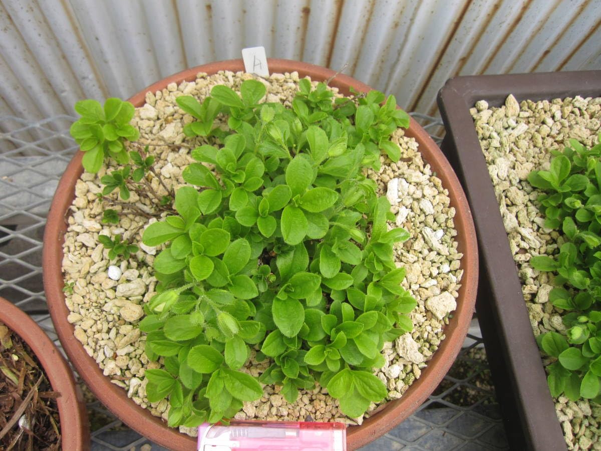 Amazon.co.jp: 北海道限定 山野草 超 白花 エゾツツジ 大株 丸A