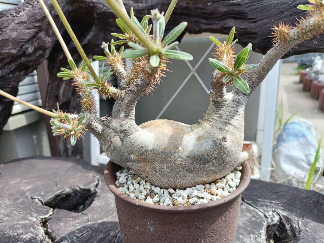 Amazon｜マカイエンセ 現地球｜観葉植物 オンライン通販