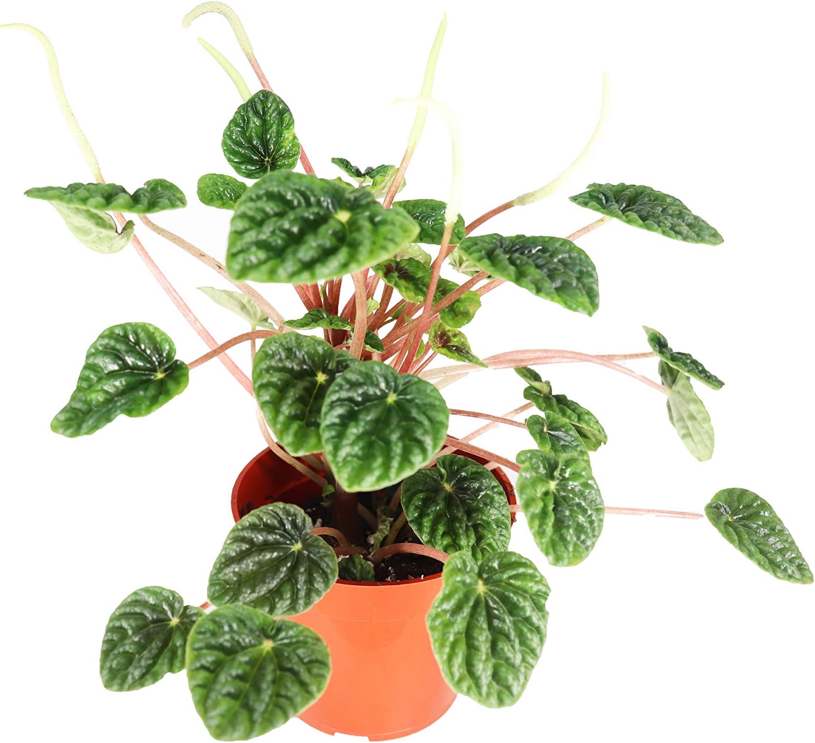 Emerald Ripple Radiator Peperomia - 4'' from California Tropicals